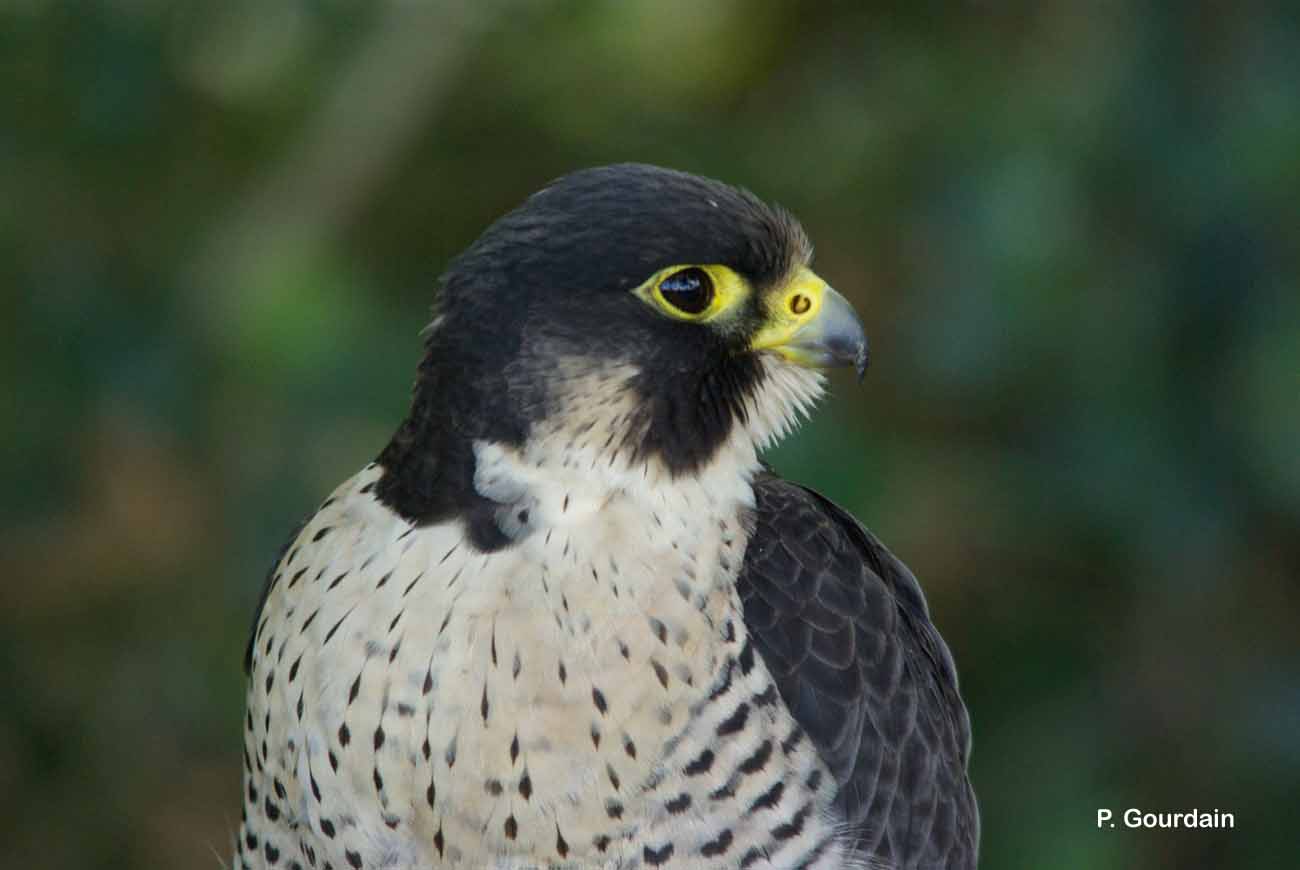 Faucon pélerin